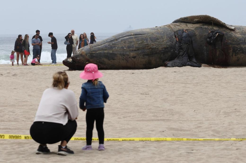 A dead gray whale that washed up on a Southern California beach in 2025, surrounded by onlookers.