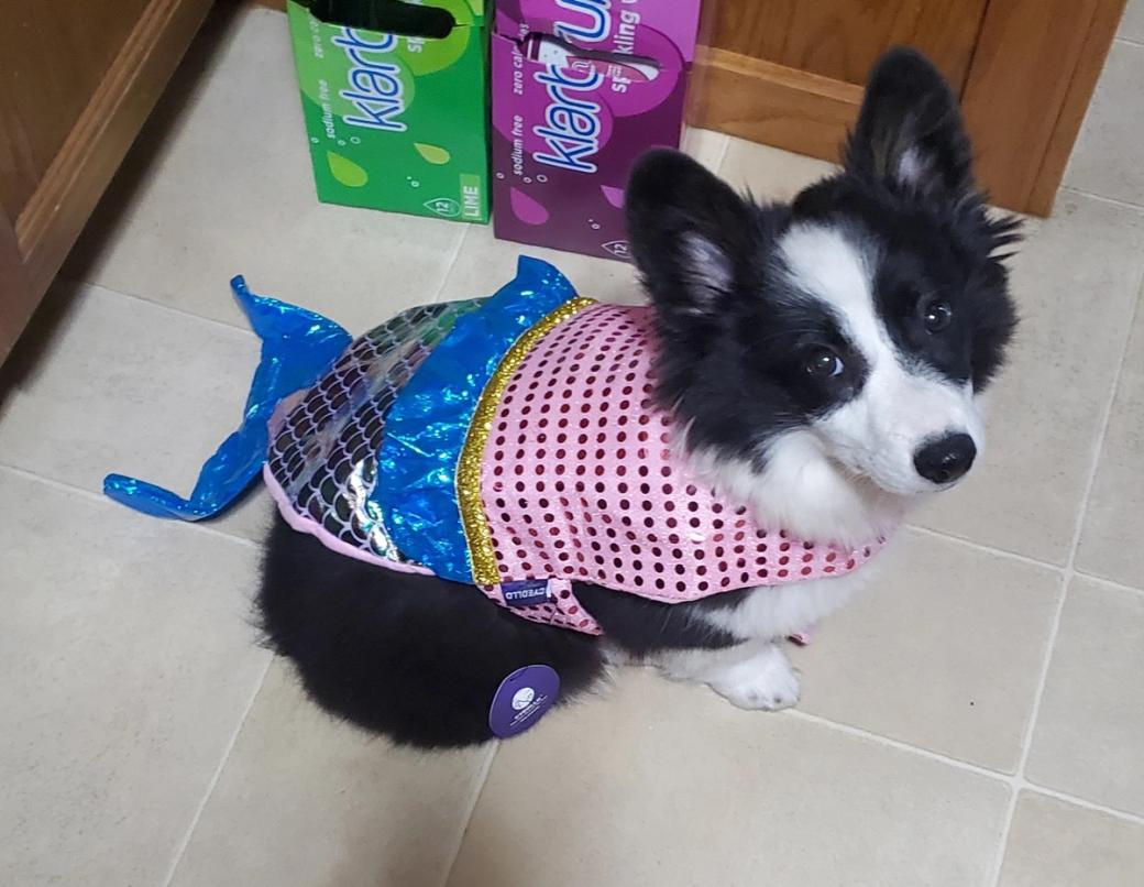 A small black and white dog in a mermaid costume.