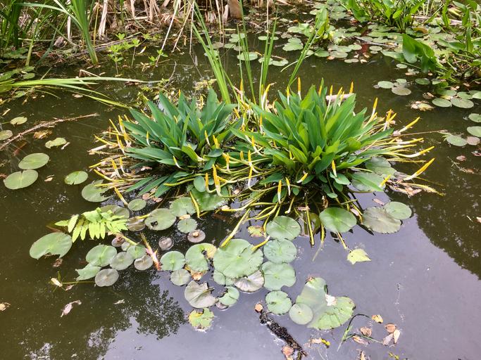 Two lily pads in a turtle pond in Bartram’s Garden. (Angelica Grant/Getty Images)