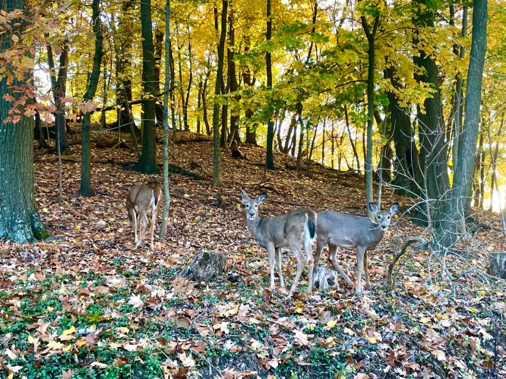 Three deer perched on a hill with trees turned golden in the fall
