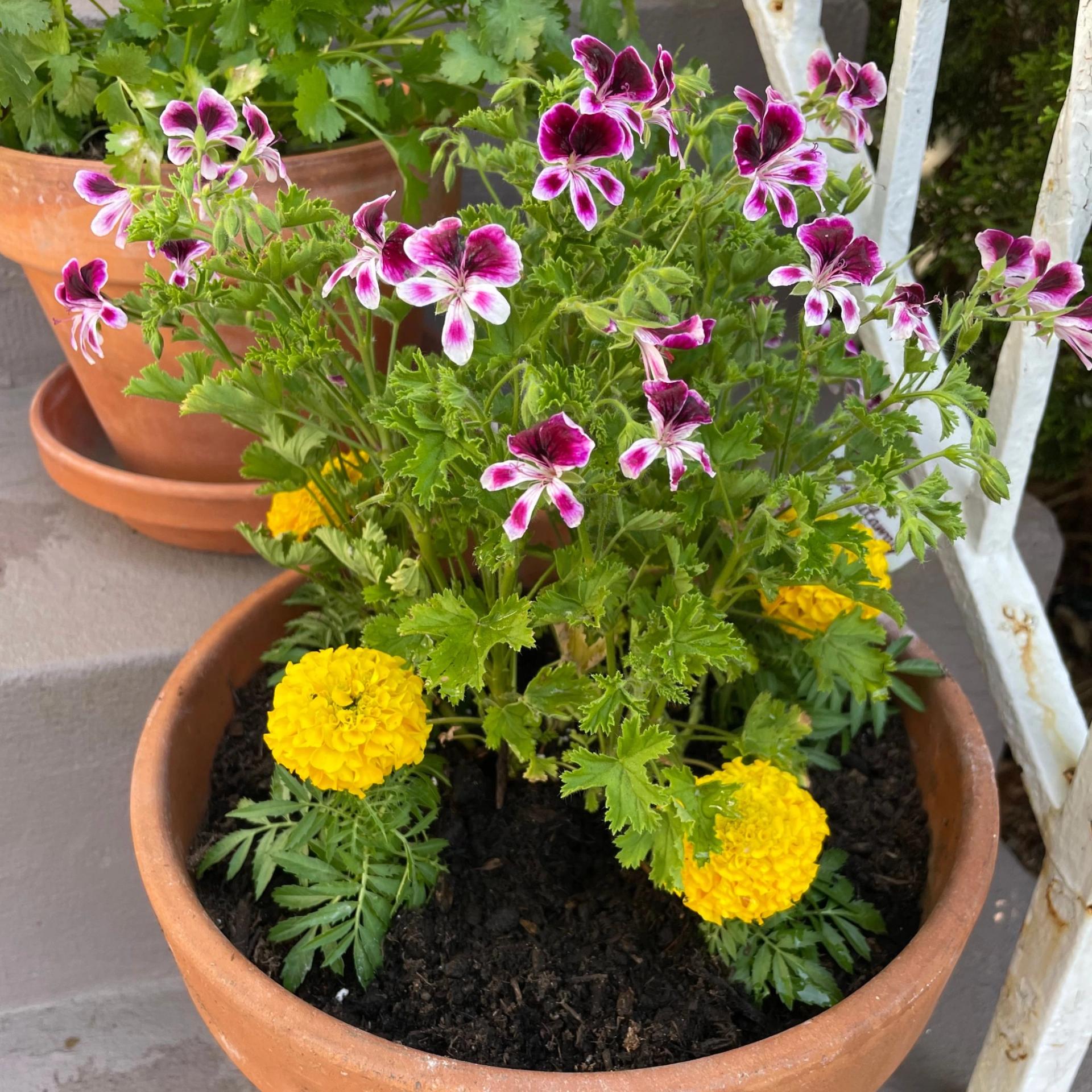 Angel pelargonium and marigolds