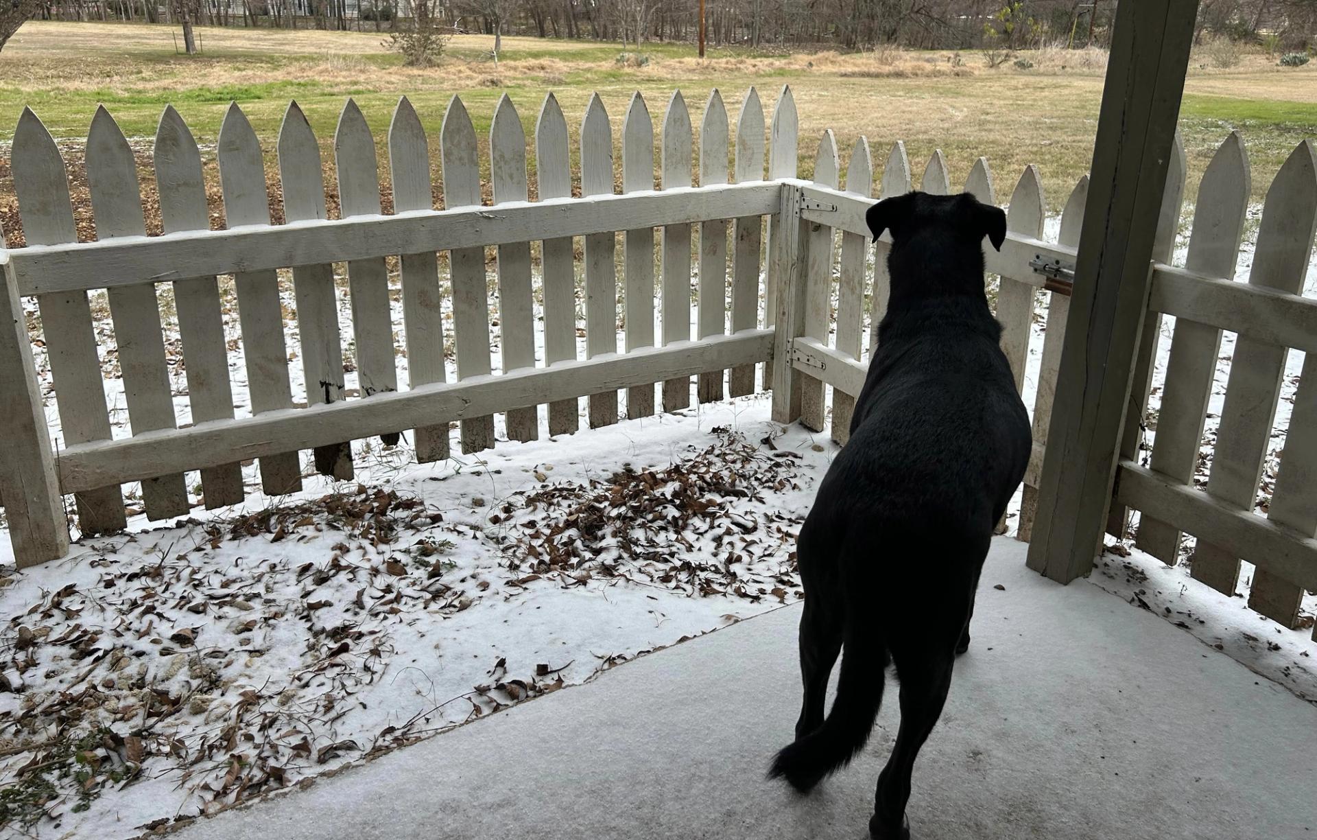 A black labrador retriever stands on a cement patio looking at a grassy field. Some snow is on the ground.