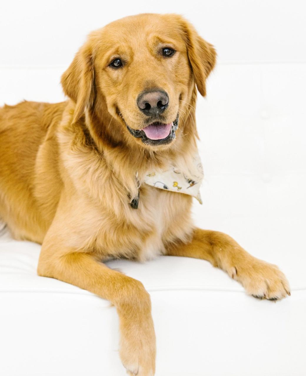Golden retriever laying down, with white background behind