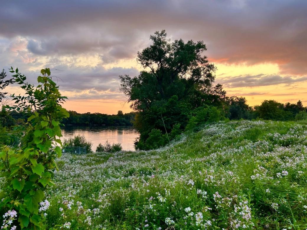 Patch of wildflowers with a lake in the distance, taken at sunset