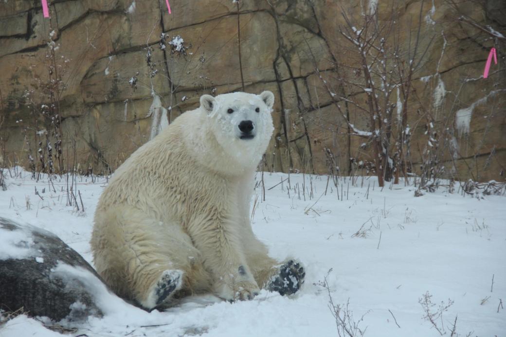 A polar bear sitting on snow next to a rock.