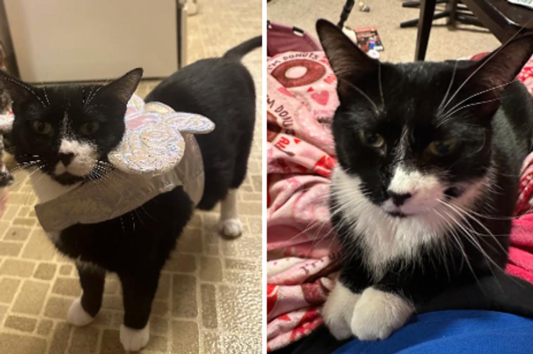 Diptych of black and white cat, standing and lying down.