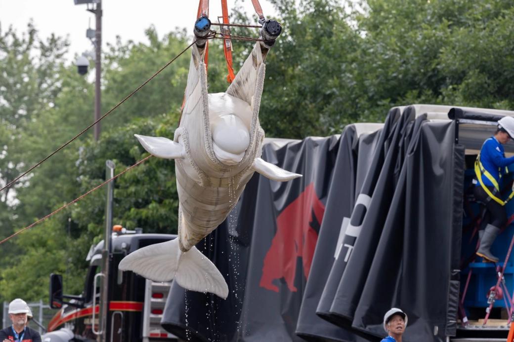 A whale in a hamper being moved in the air