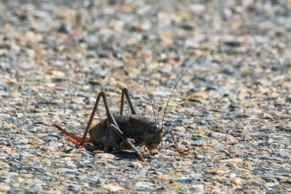 What Are Mormon Crickets? image