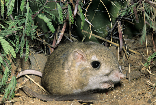 Adorable rodent — for many predators, it's what's for dinner. (John Cancalosi/Getty)