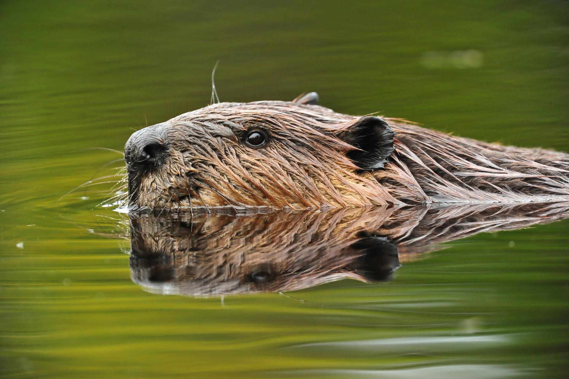 Photo of a beaver.