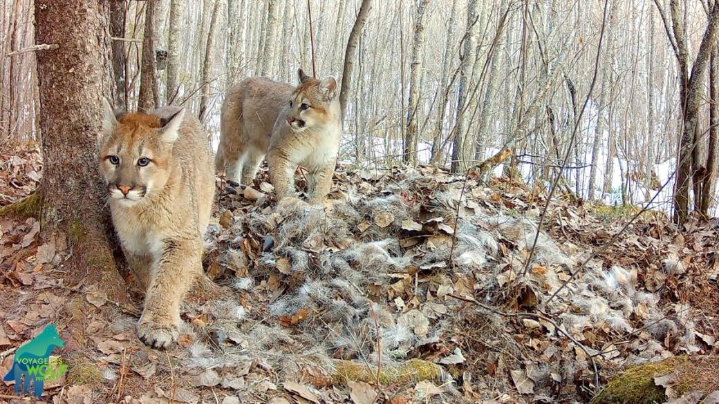 Two cougars walking through a wooded area in the winter