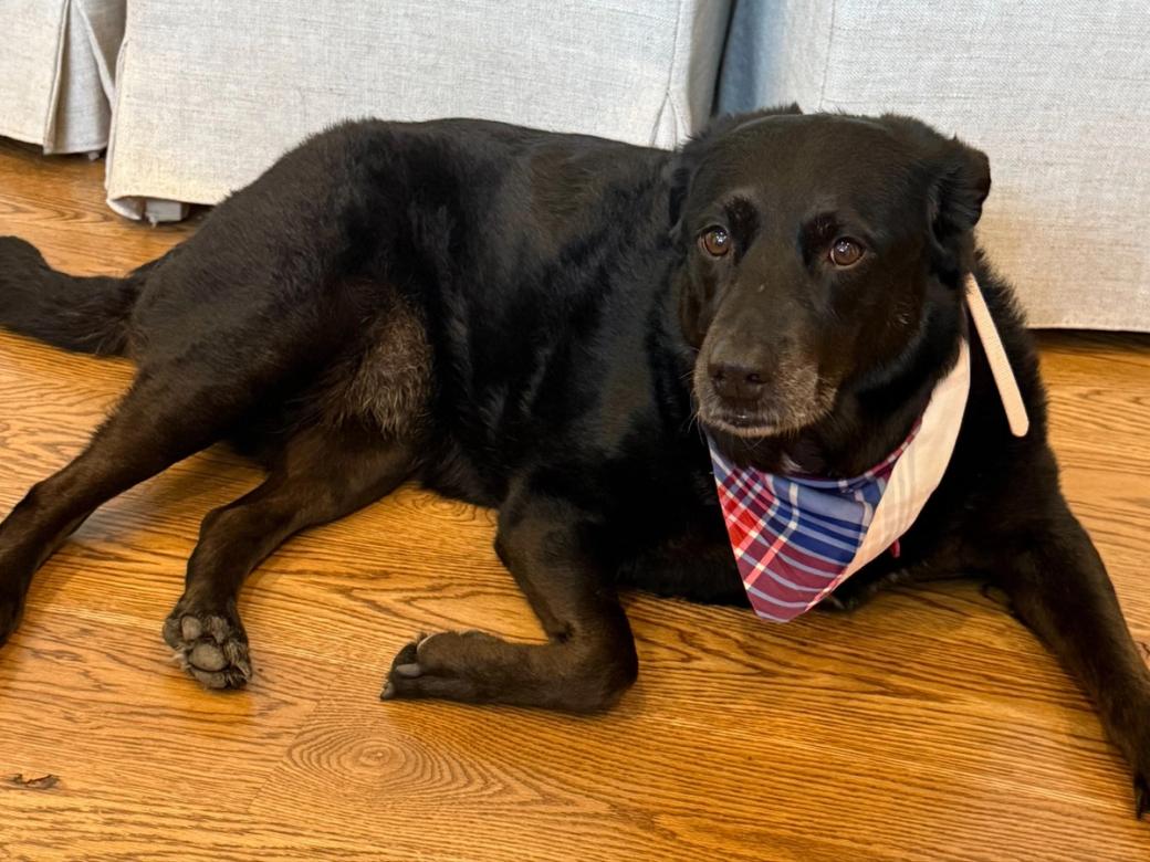 A black dog lays down on a wooded floor with a red, white, and blue plaid bandana on her neck.