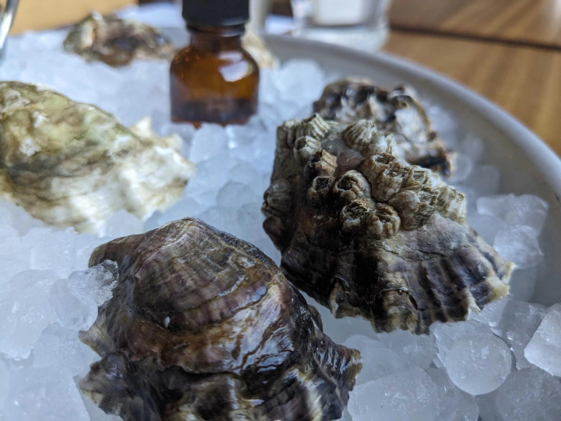 back side of an oyster sell on ice