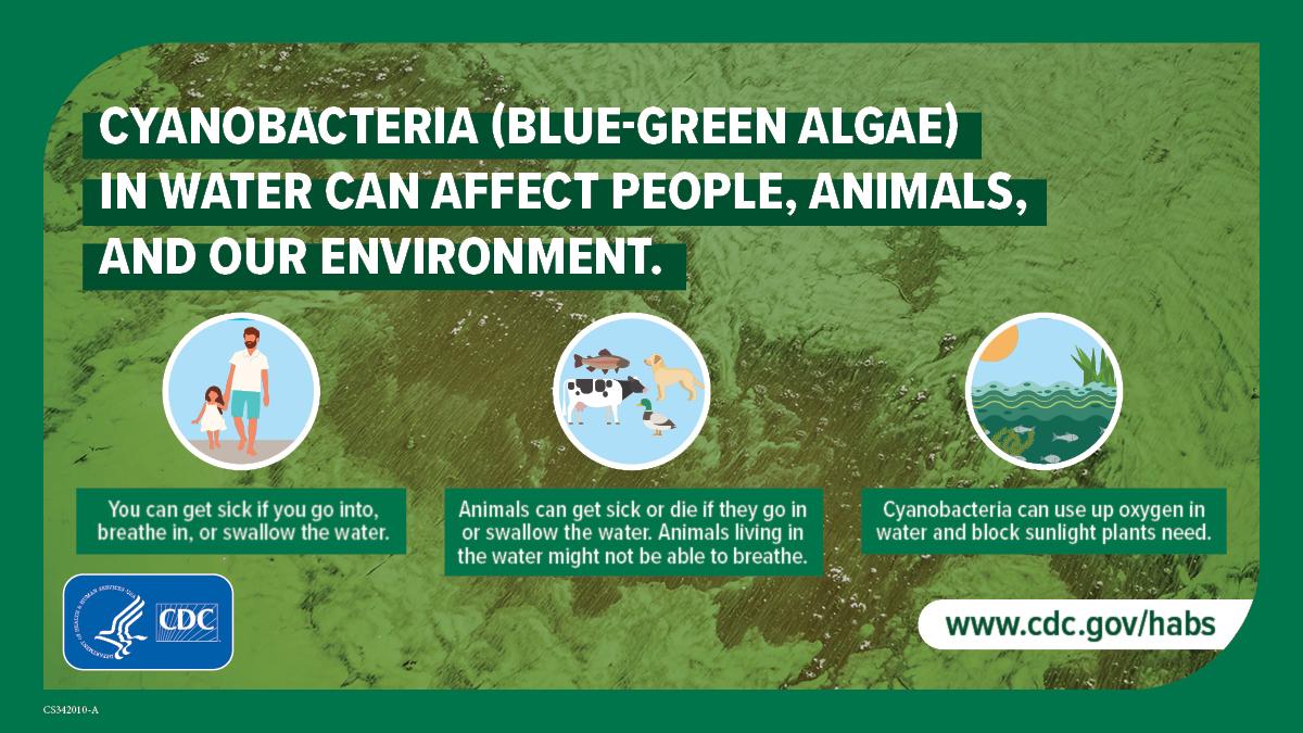 An infographic about blue-green algae.