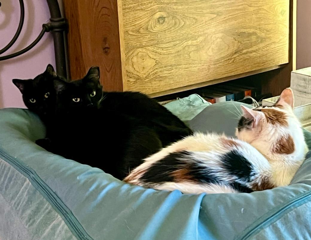 Three cats on a blue dog bed. Two black cats are snuggling together, making it look like one cat with two heads. A calico is beside them facing away from the camera.