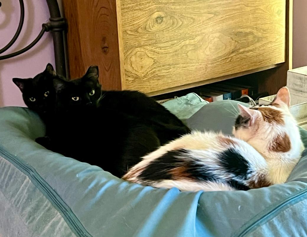 Three cats on a blue dog bed. Two black cats are snuggling together, making it look like one cat with two heads. A calico is beside them facing away from the camera.