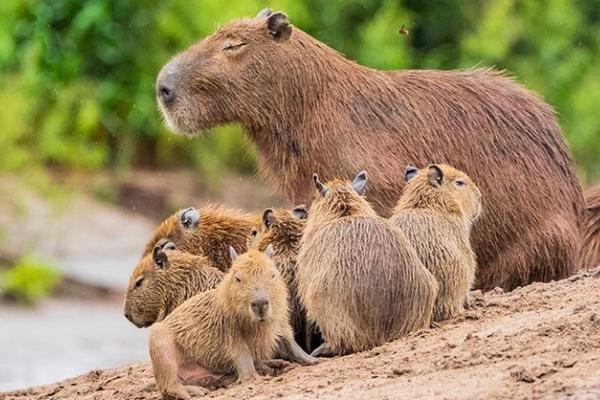 Can You Keep a Capybara? image