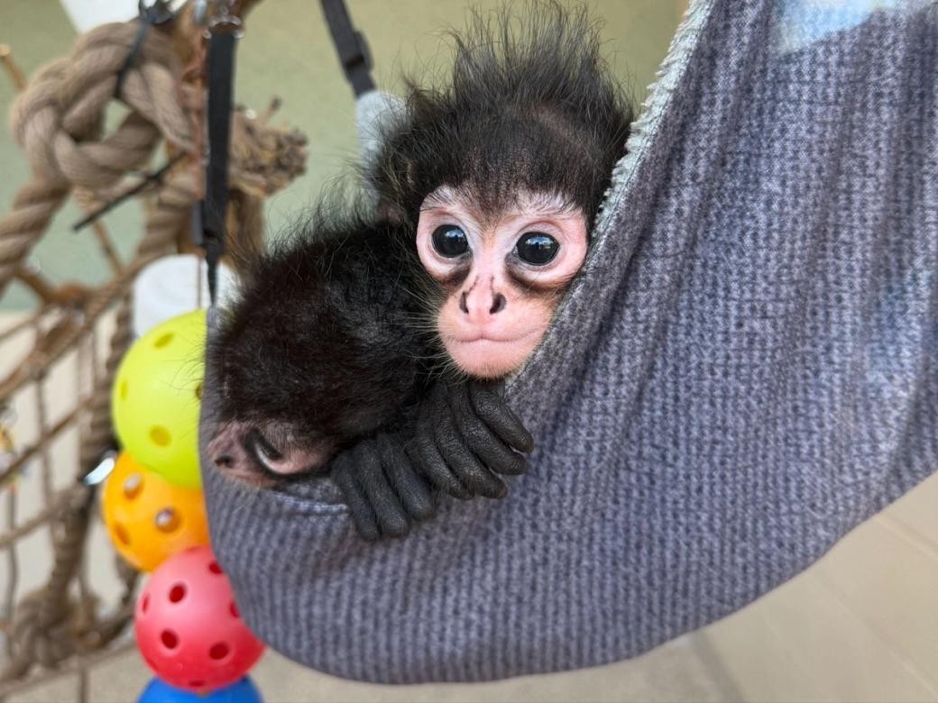 Three baby spider monkeys curled up in a gray hammock, with toys in the background. One of the monkeys has wide eyes, staring at the camera.
