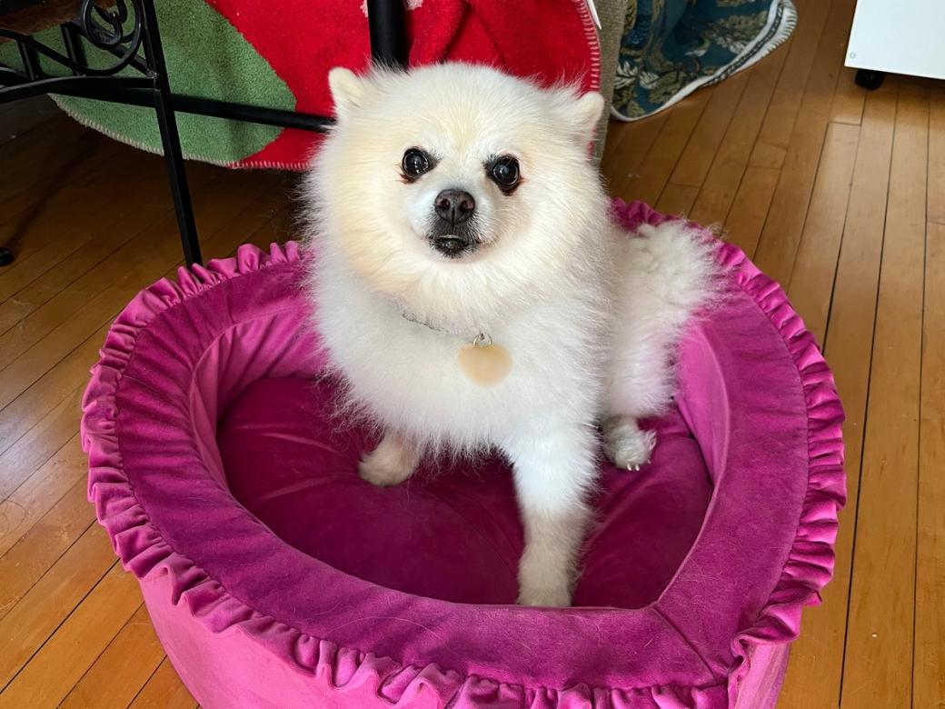 Pom Poms is 12 years old and every bit as sweet as he looks. (Tiffany Bui / City Cast Twin Cities)