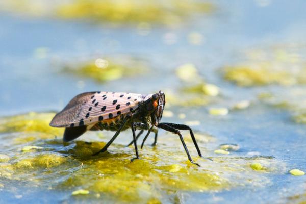 Are Lanternflies Disappearing in Pennsylvania? image