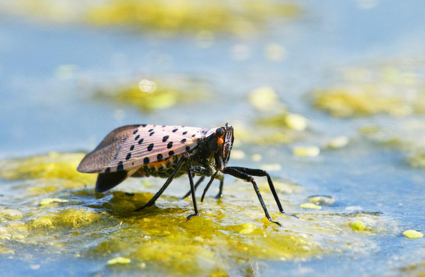 up-close photo of spotted lanternfly