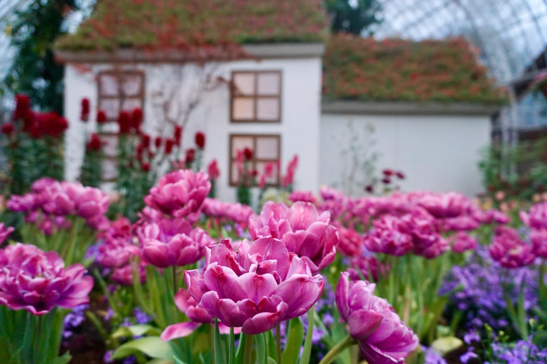 pink flowers in front of a cottage at Phipps Conservatory
