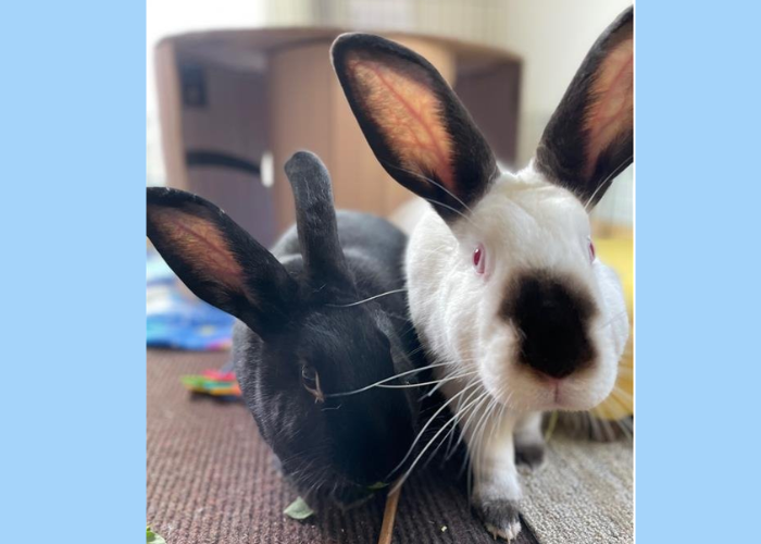 A black bunny and a white bunny with a black nose.