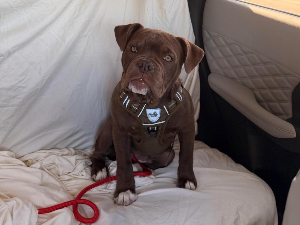 A brown bulldog sitting in the backseat of a car covered in a white sheet.