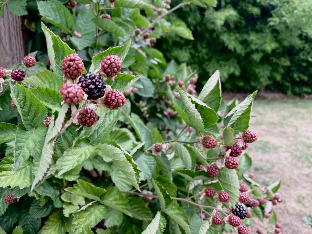 Fruit-filled blackberry bramble.