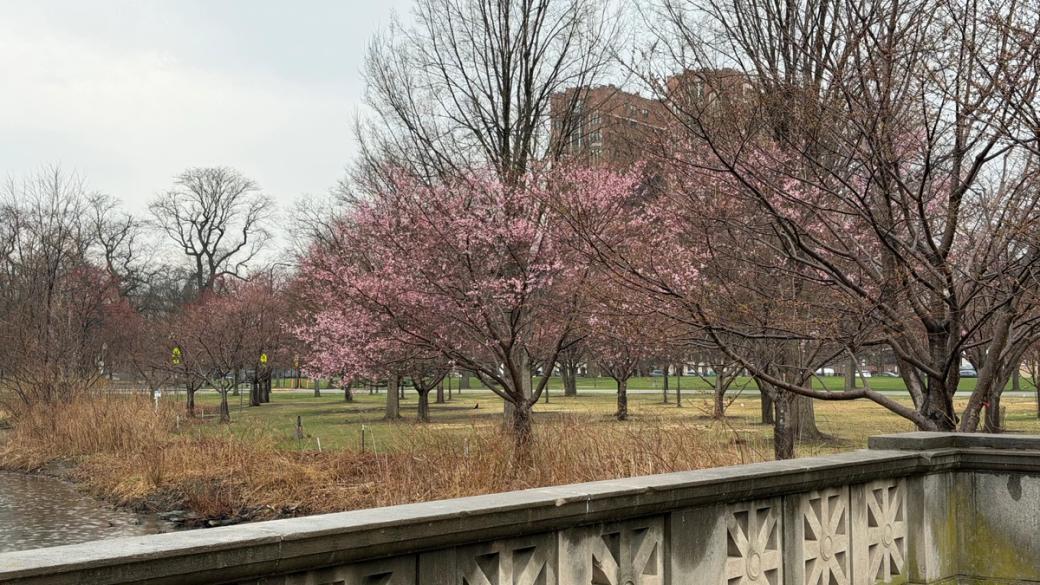 Cherry blossom trees starting to bloom on a grassy piece of land. Tall buildings in the background.
