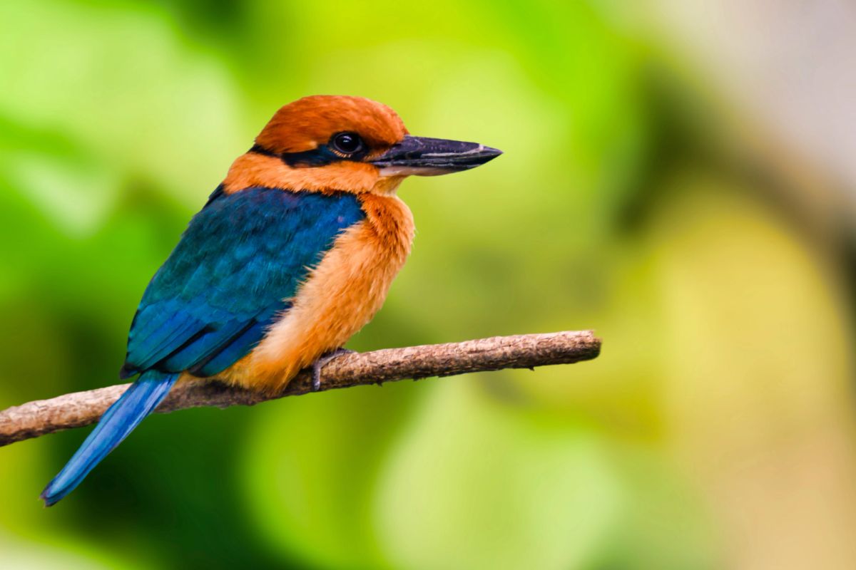 Visit One of the World’s Rarest Birds - City Cast Pittsburgh