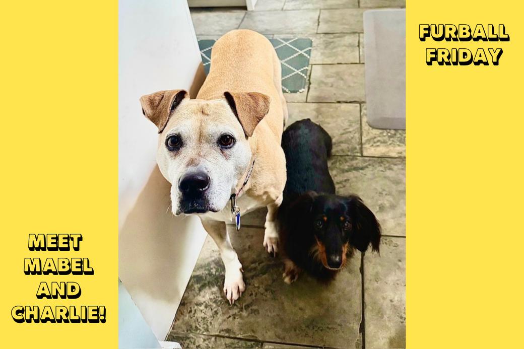 on a yellow Canva image, a photograph of a yellow lab mix with a dachshund on a tile floor. Text reads Meet Mabel and Charlie! and Furball Friday.