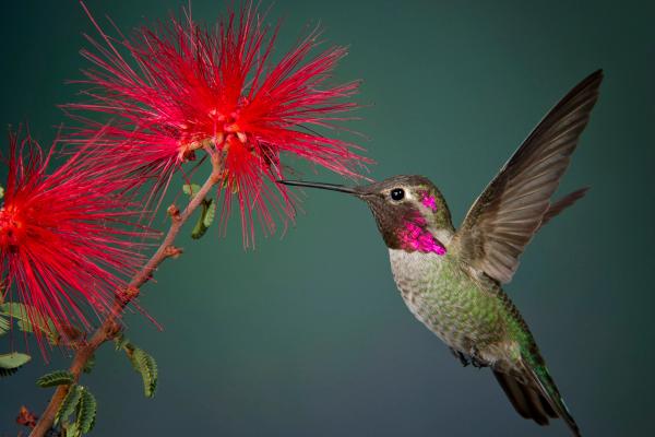 Anna's Hummingbirds Stick Around Portland in Winter image