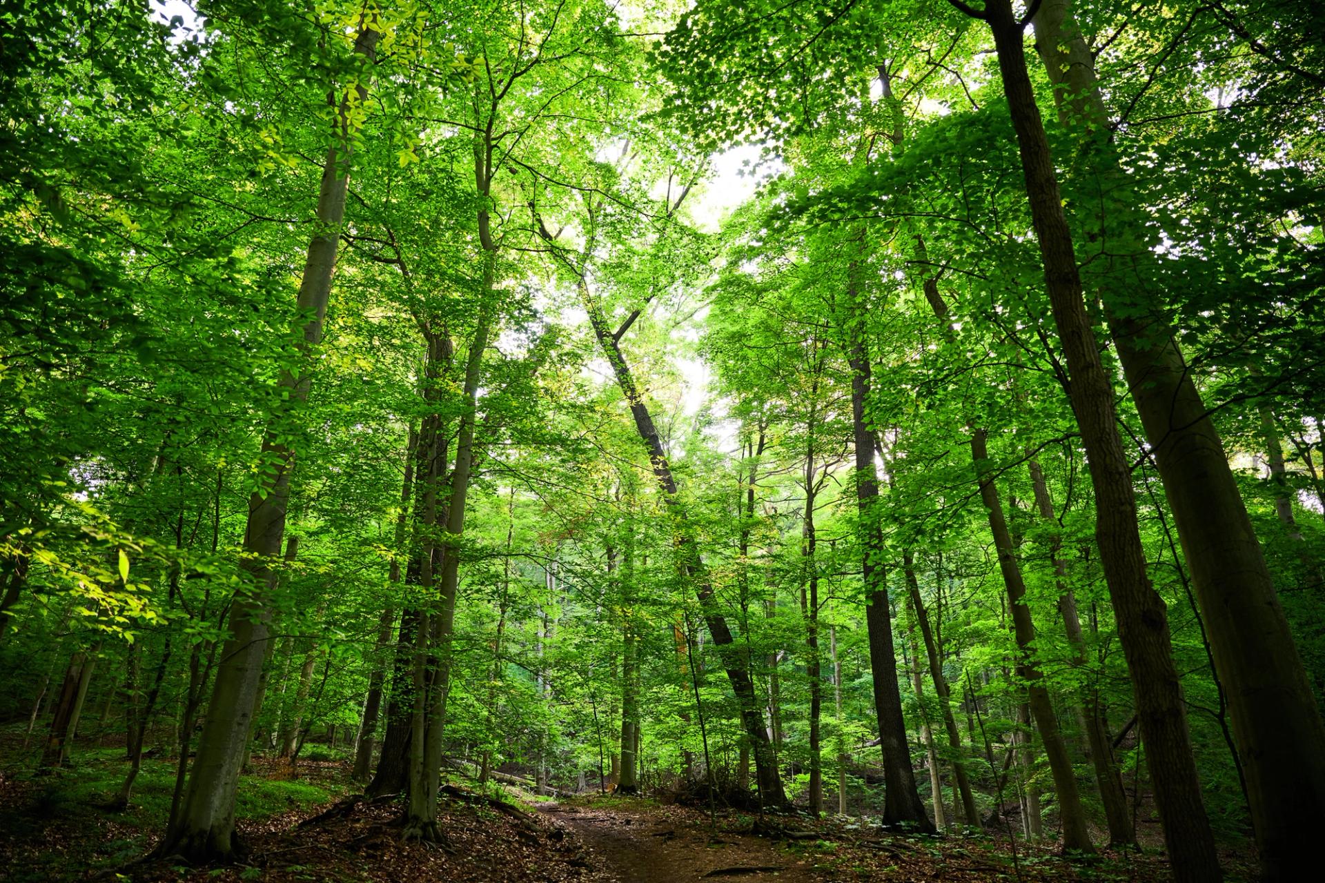 A woodland trail in Western Pennsylvania. (Karina Eremina / Getty)