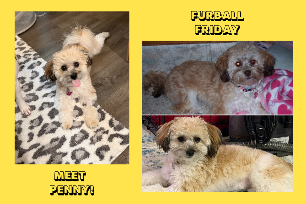 Three photographs on a yellow graphic. On the left, a fluffy, small cream dog lays down on an animal print rug and looks up at the camera. Top right, a similar looking fluffy cream dog lays down on a white and pink heart blanket. Bottom right, the same dog on the left lays down on the floor. Text reads: Meet Penny! and Furball Friday.