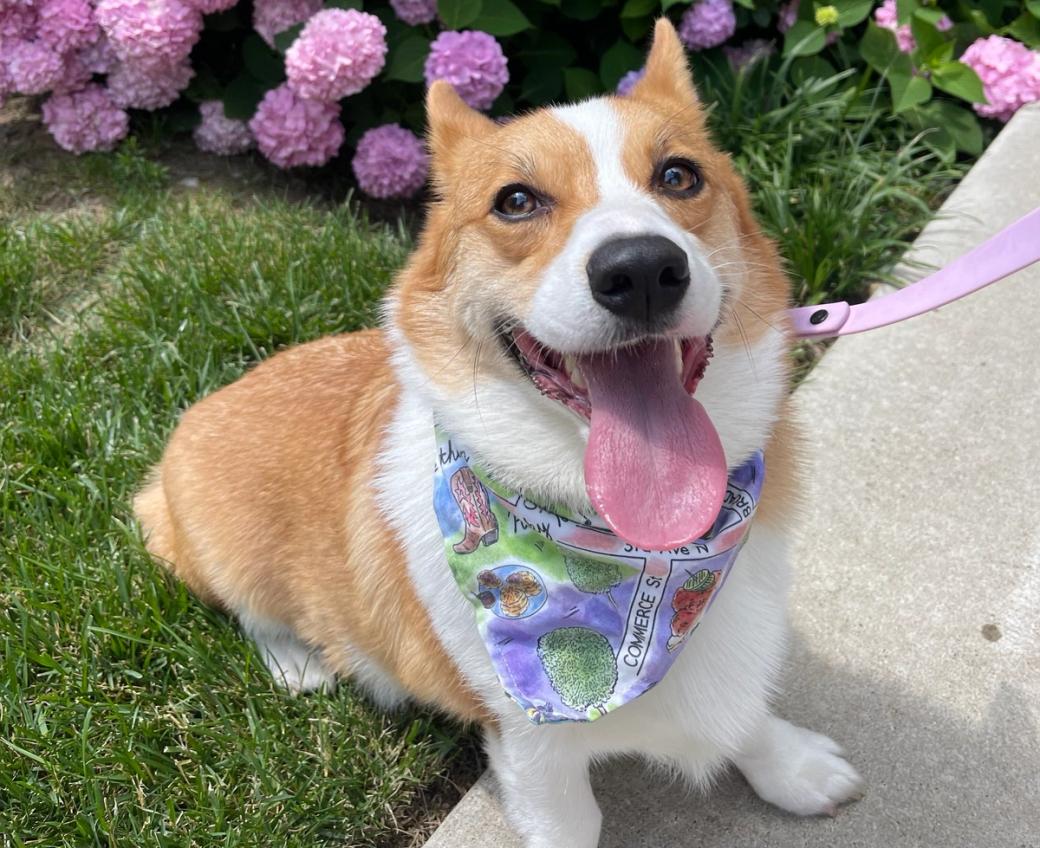 A yellow and white corgi smiles at the camera wearing a bandana, in front of purple hydrangea.