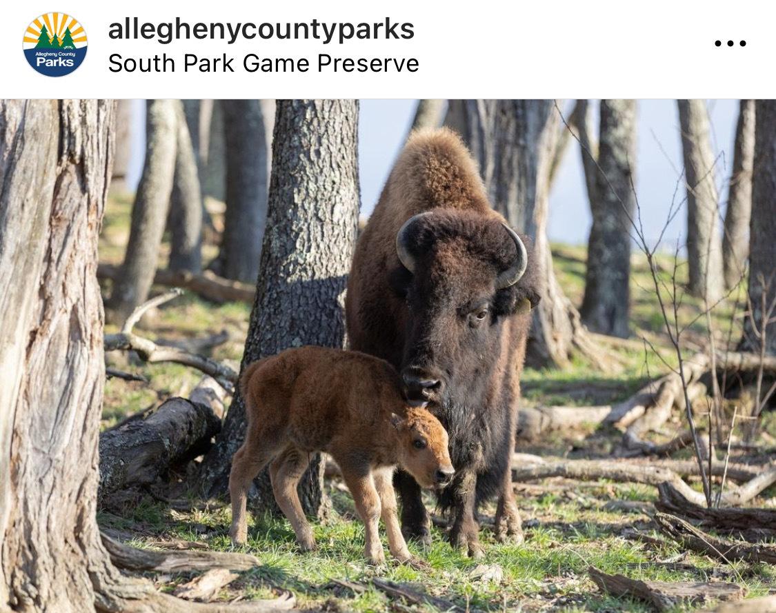 Bison have roamed the South Park Preserve since the 1920s. (@alleghenycountyparks)