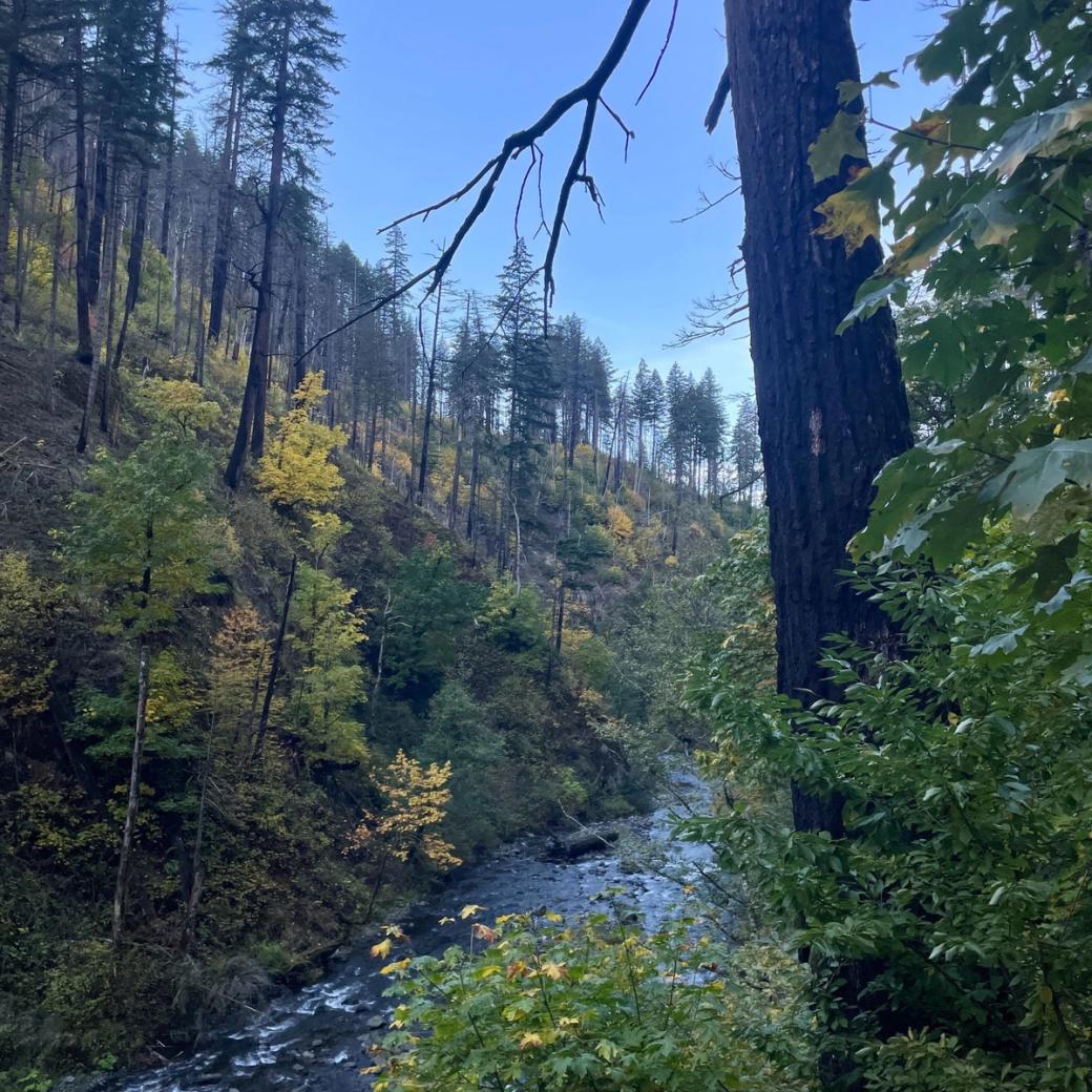 A densely forested area with a stream flowing through.