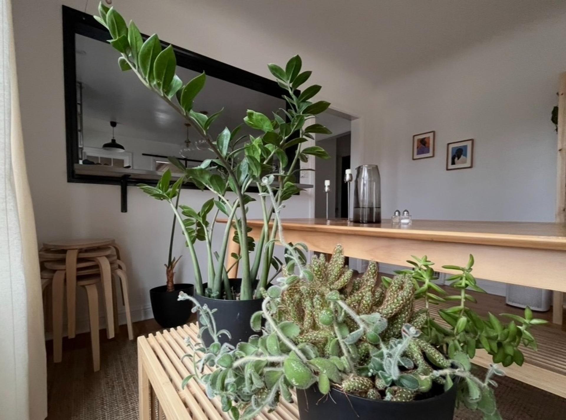 ZZ plant and succulents in black pots on a wooden bench in a dining room. 