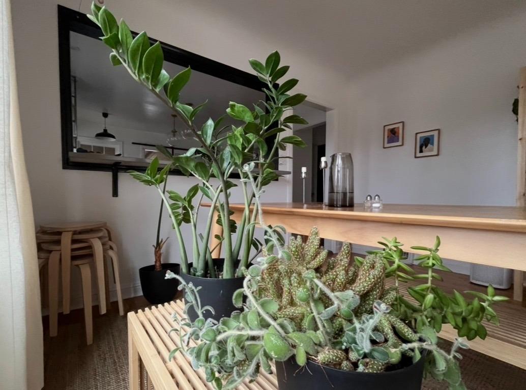 ZZ plant and succulents in black pots on a wooden bench in a dining room.