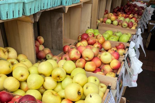 Maryland Invents Apple Varieties For the Future image
