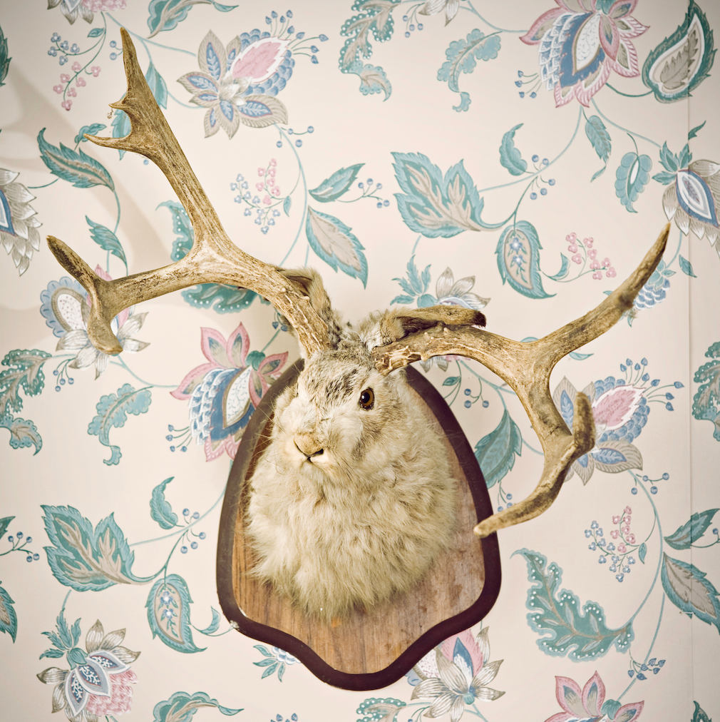 Photo of a mounted jackalope head.