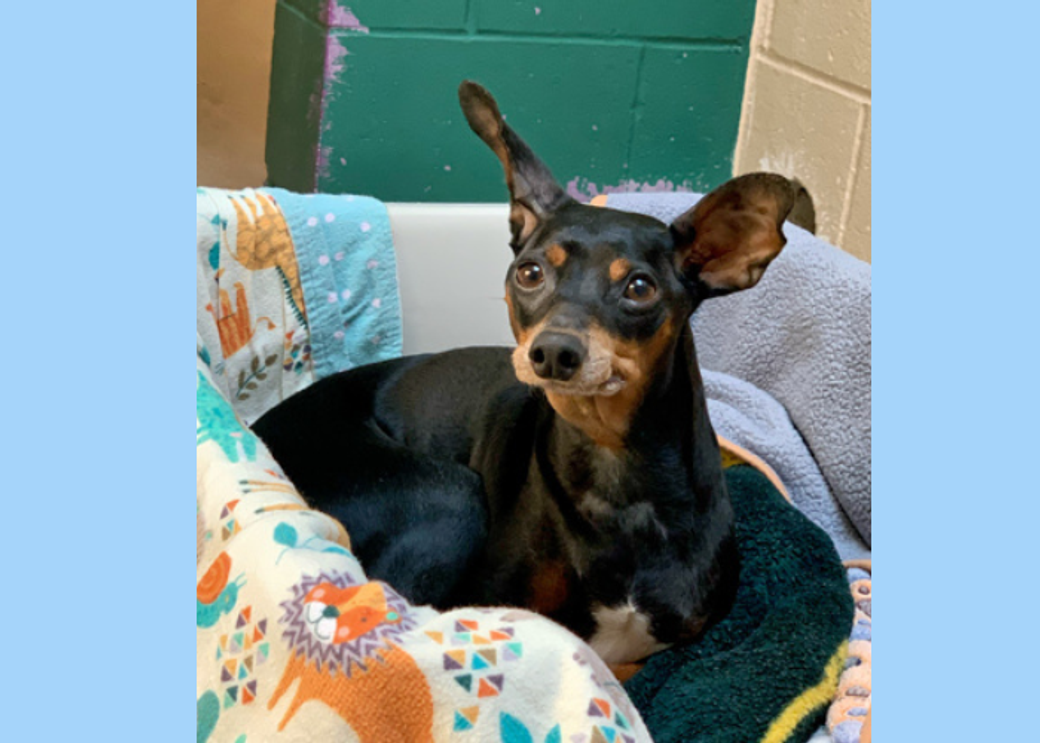A black dog with big ears sitting in a dog bed.