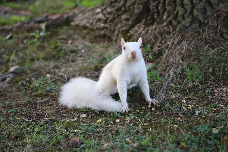 This white squirrel wants to know if you have any snacks to share.