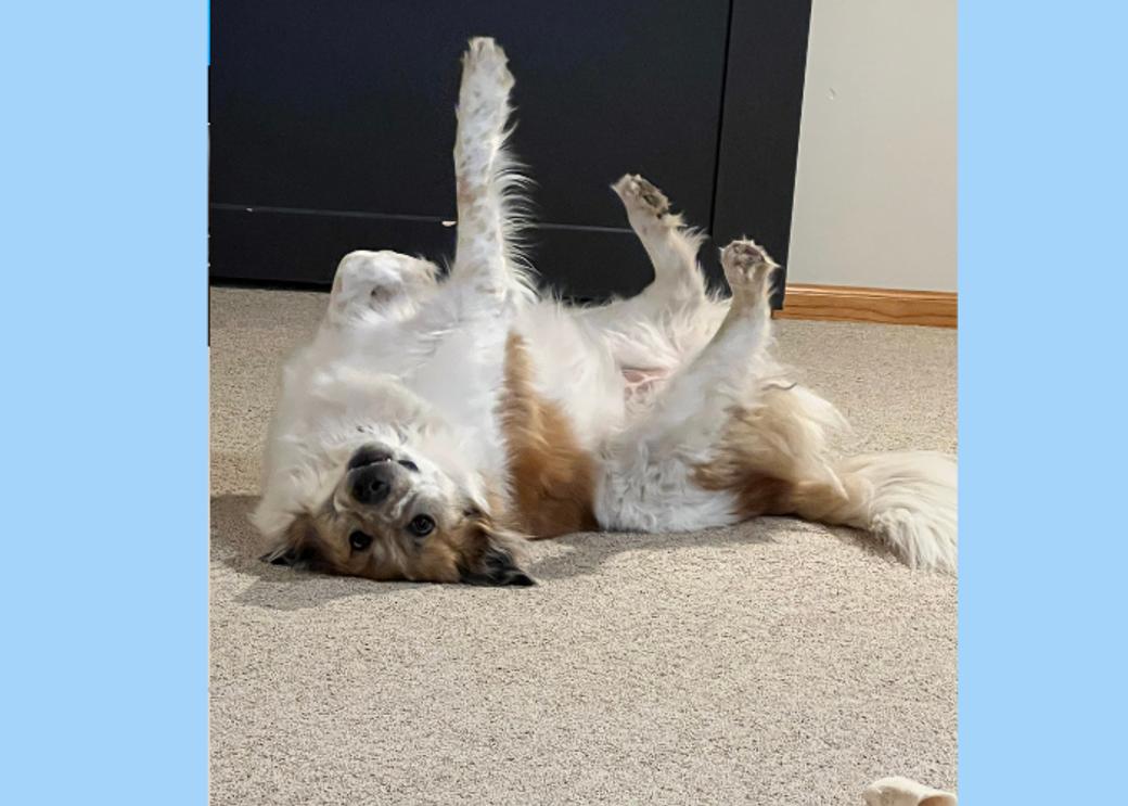 A tan and white dog rolls on the floor.