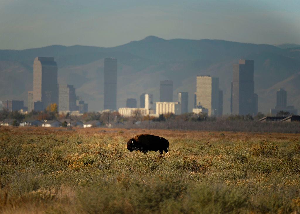 A bison at the Rocky Mountain Arsenal National Wildlife Refuge leisurely grazes against a backdrop of the Denver city skyline.