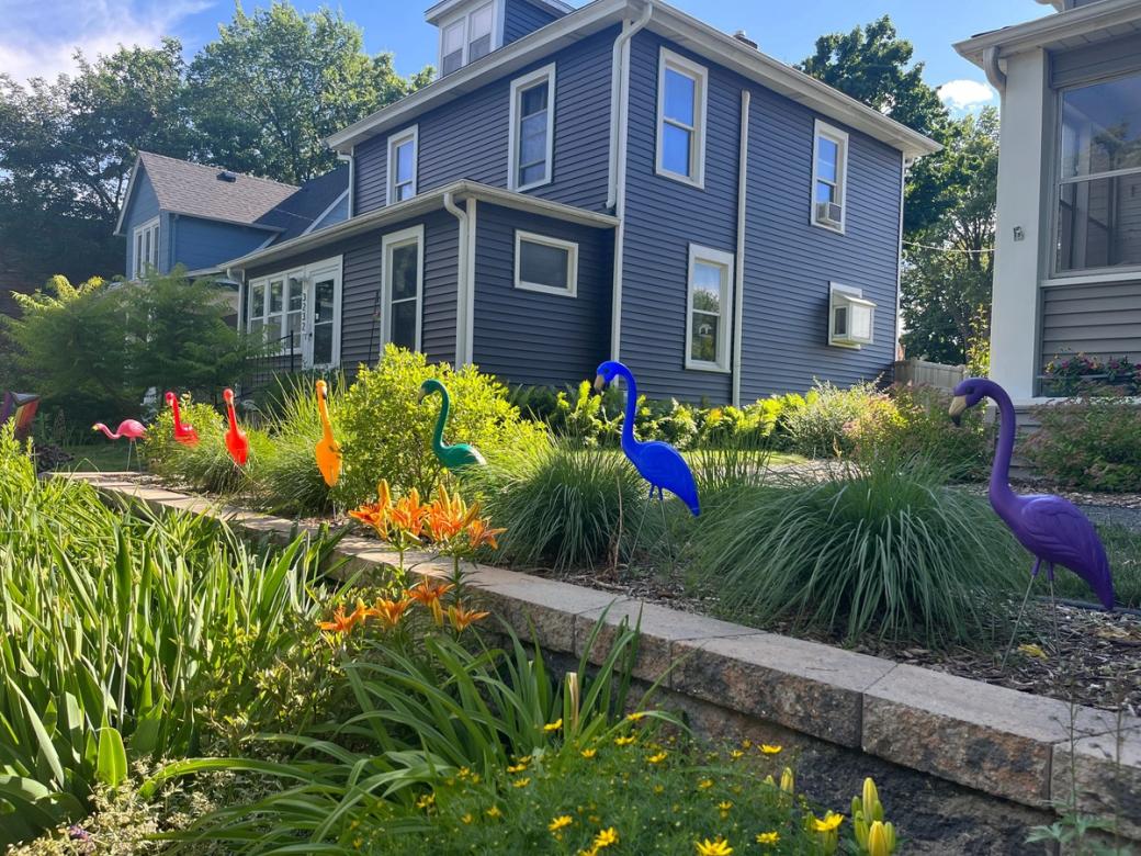 Seven plastic lawn flamingos the colors of the rainbow in a yard with lots of greenery. A blue house is in the background.