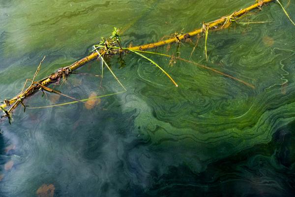 What You Need to Know About Blue-Green Algae Blooms image