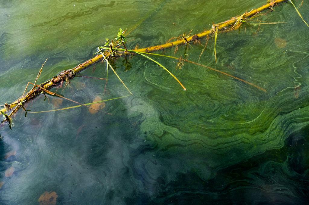 Blue-green algae floats on the water surface of a lake.