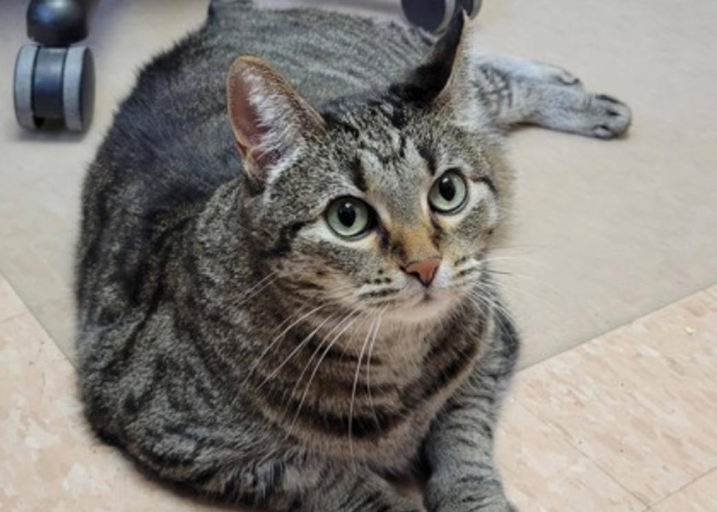 A brown shorthair cat looks up sweetly at the camera